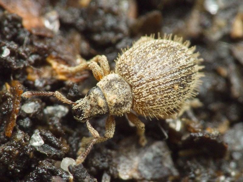 Brachysomus (Brachysomus) echinatus (Bonsdorff, 1785)